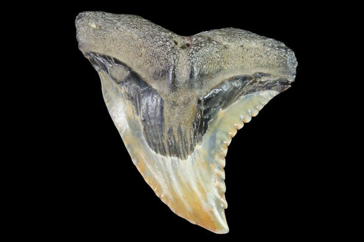 Hemipristis Shark Tooth Fossil - Virginia #96679